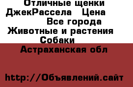 Отличные щенки ДжекРассела › Цена ­ 50 000 - Все города Животные и растения » Собаки   . Астраханская обл.